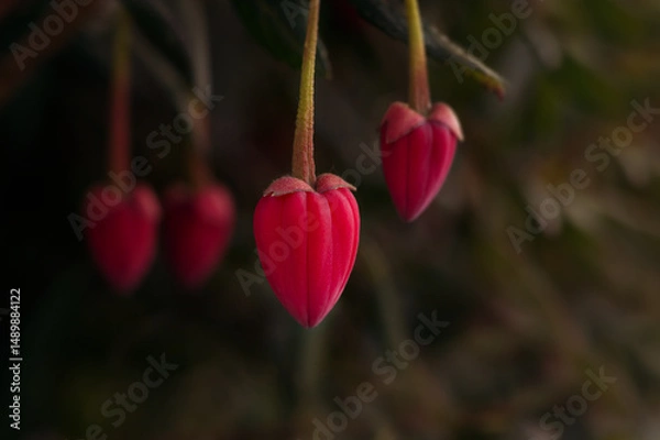 Obraz Chilean lantern tree
