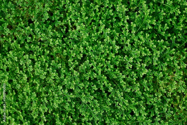 Obraz green moss for background