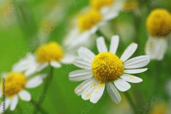 Fototapeta Frühling