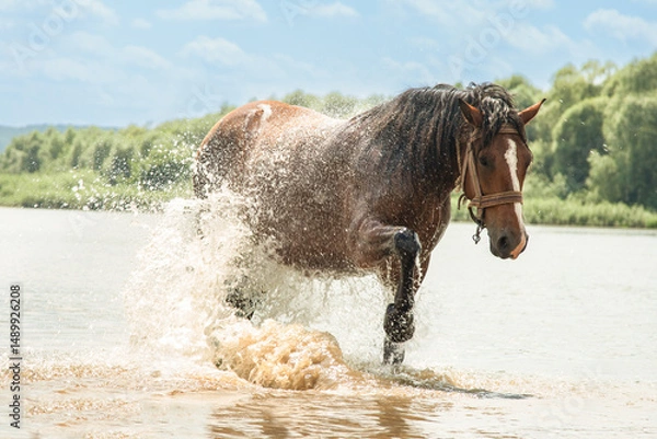 Fototapeta A horse refreshes itself in river water