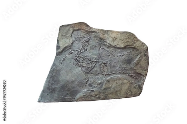 Obraz Yixianornis bird fossil on a stone slab isolated on white background.