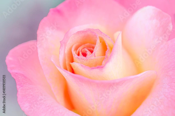 Fototapeta Blurred for background.Close-up A rose seen through soft focus becomes a moment suspended in warmth and light.