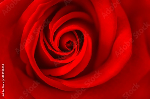 Fototapeta Close-up.A deep red rose in full bloom, captured close with blurred edges, radiates passion and elegance in a dreamy background.