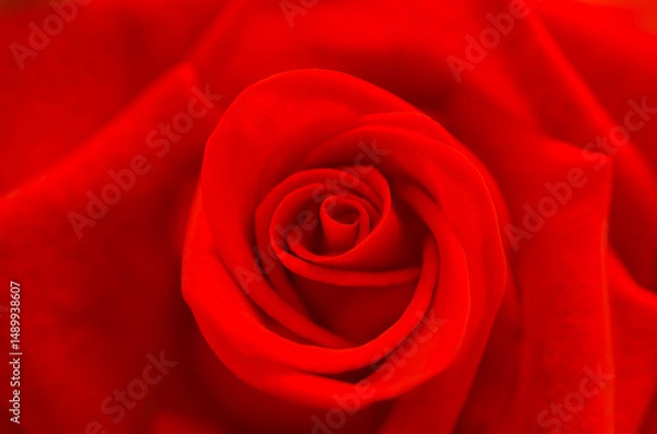 Fototapeta Close-up.This blooming red rose glows with intensity, its soft blurred edges adding depth and romance to the scene.
