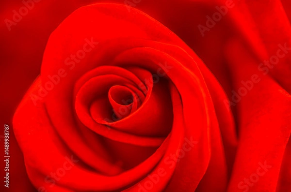 Fototapeta Blurred for background.The flower’s rich red tones and delicate form make a stunning close-up softened by gentle blur.