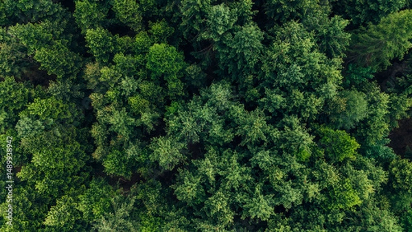 Fototapeta Circular forest texture from above in Germany