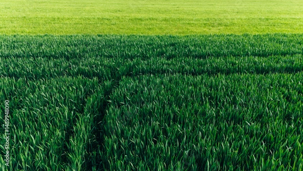 Fototapeta Growing wheat field viewed from a drone