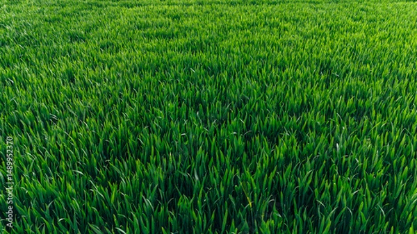 Fototapeta Green farmland with clear crop growth patterns