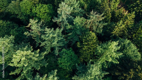 Fototapeta Forest canopy in Allgäu seen from above