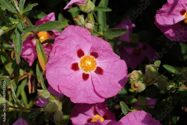 Fototapeta pink blotched cistus flower during early summer. shrub growing flowers 