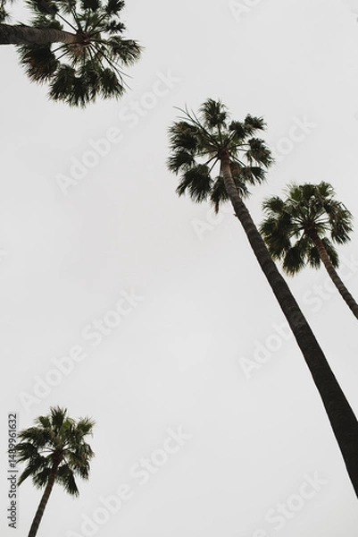 Fototapeta Tall Palm Tree with Textured Fronds Against the Sky