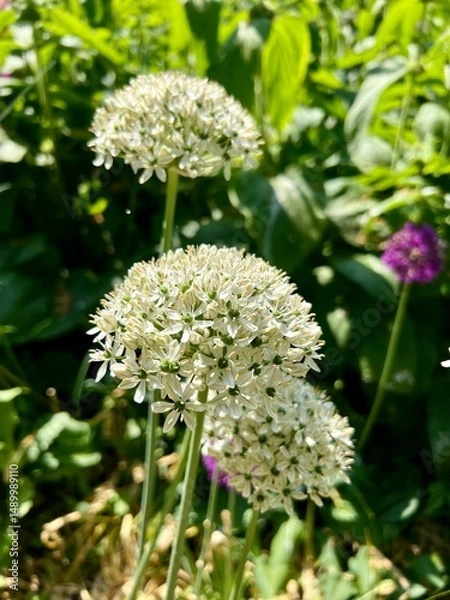 Obraz in the Onion Family (Alliaceae), native to central and southwestern Asia but cultivated in many countries as a flowering garden plant It is the tallest species of Allium in common cultivation.