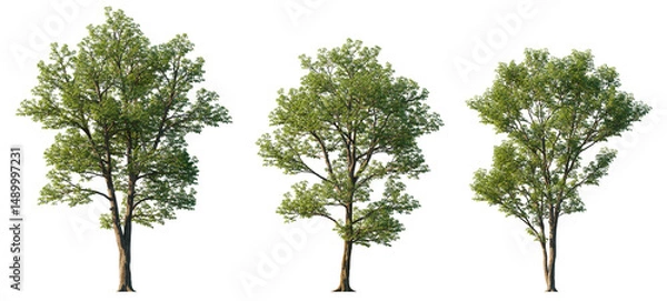 Obraz Populus maximowiczii trees isolated png on transparent background premium cutout (Doronoki, Japanese poplar) foreground tree