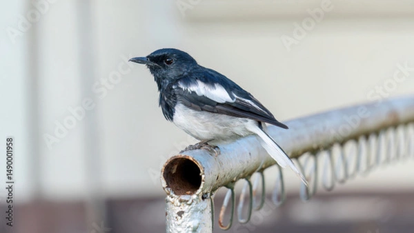 Fototapeta An oriental magpie robin bird in a garden.