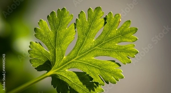 Fototapeta Close-up of a Vibrant Green Cilantro Leaf, Illuminated by Sunlight, Showcasing its Intricate Veins and Delicate Texture