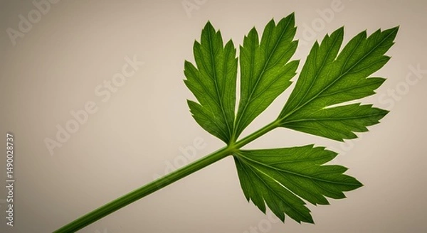 Fototapeta Celery Leaf Close-up: A Study in Green