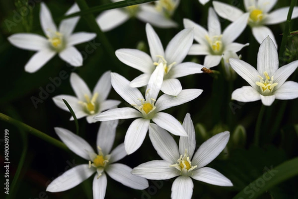 Fototapeta Snow-white modest and beautiful flowers of Ornithogalum on black background..