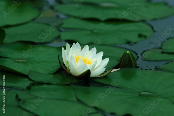 Fototapeta The flower of a delicate white pitcher has blossomed among the green wet leaves