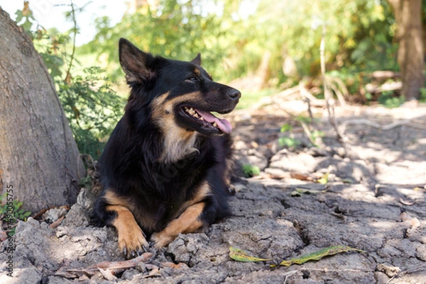 Fototapeta Black and brown mongrel dog lying down and panting under a tree by pond rice field in hot weather on parched ground in rural atmosphere of Thailand.