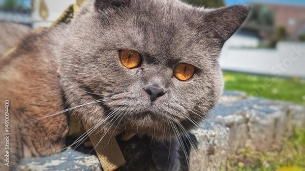 Obraz Gray British short hair cat with orange eyes, closeup, laying on concrete in garden 