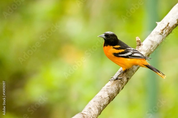 Obraz Baltimore Oriole bird