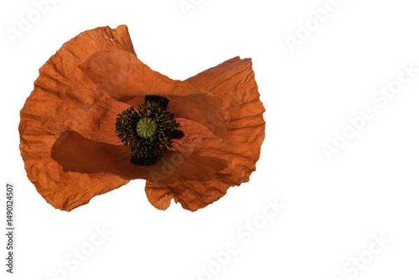 Fototapeta poppy flowers