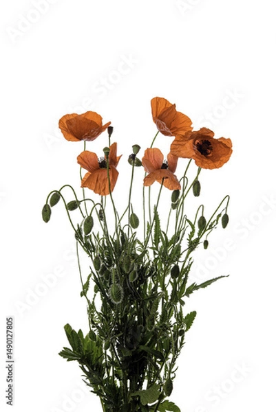 Fototapeta poppy flowers