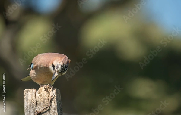 Obraz Eurasian Jay, Garrulus glandarius, spring in Derbyshire