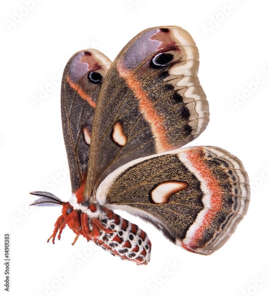 Fototapeta Flying Cecropia Moth izolowana na białym