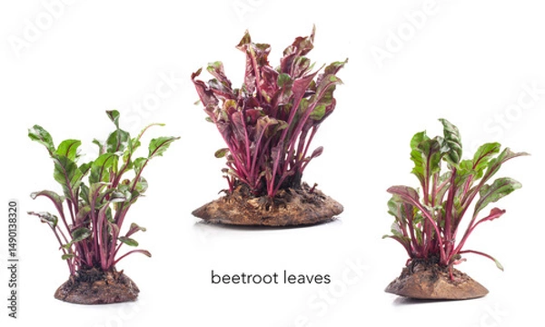 Fototapeta Bright and healthy beetroot microgreens close-up on a white background