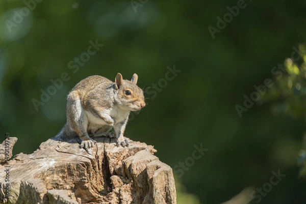 Obraz  Grey squirrel, Sciurus carolinensis, spring in Derbyshire