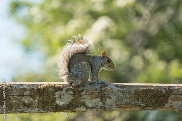 Obraz  Grey squirrel, Sciurus carolinensis, spring in Derbyshire
