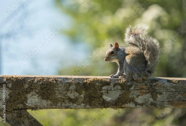 Obraz  Grey squirrel, Sciurus carolinensis, spring in Derbyshire