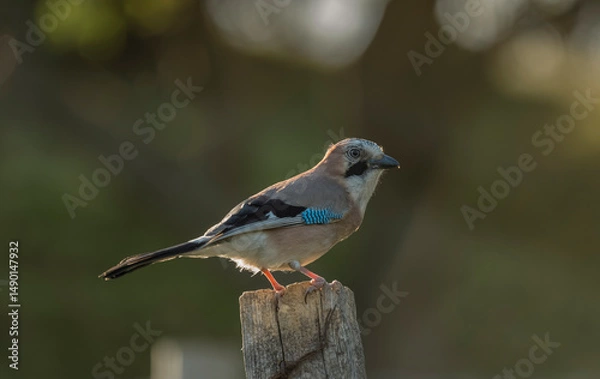 Obraz Eurasian Jay, Garrulus glandarius, perched against diffuse background, spring Derbyshire