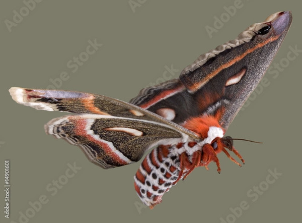 Obraz Flying Cecropia Moth