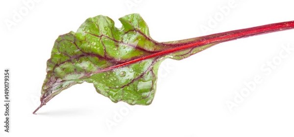 Fototapeta Bright and healthy beetroot leaf close-up isolated on a white background. full depth of field