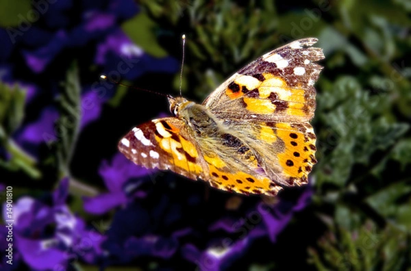 Obraz bunter Schmetterling