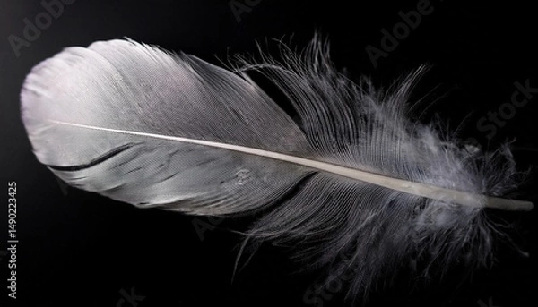 Fototapeta real photo of feathers white feathers in black background