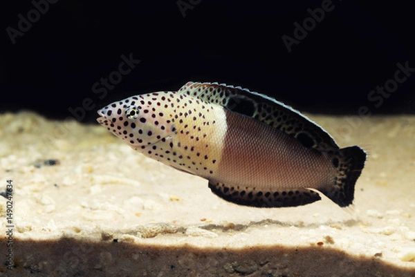 Obraz Subadult Twin spot wrasse or clown coris (Coris aygula)	