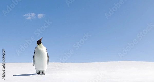 Obraz Patrząc w górę