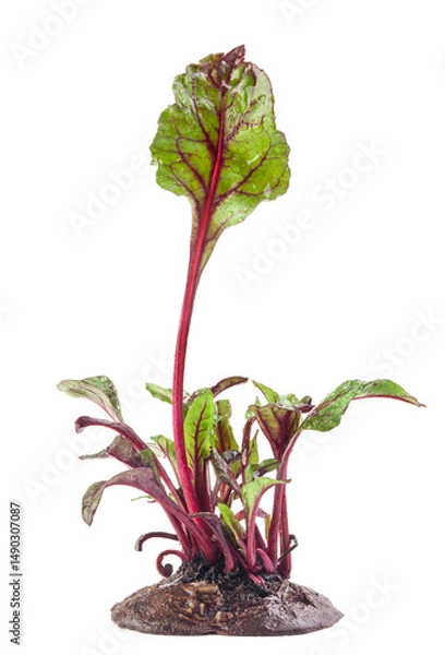 Fototapeta Bright and healthy beetroot leaves (microgreens) close-up isolated on a white background