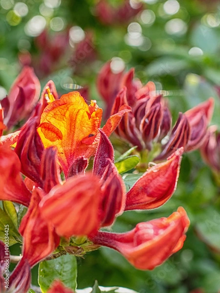 Obraz Frühlingsblühen