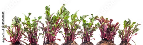 Fototapeta Growing red beet