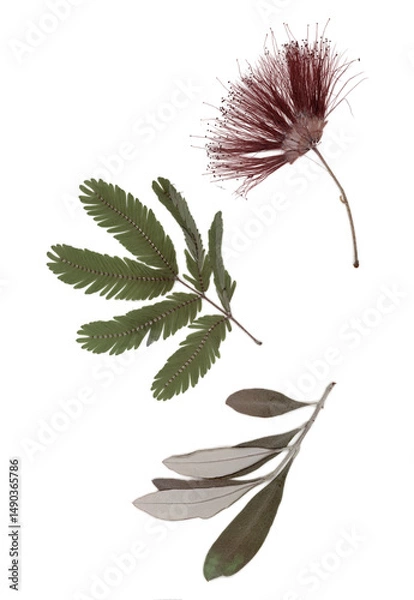 Fototapeta Pressed and dried leaves isolated on white background. For use in floral patterns, herbariums, scrapbooking.