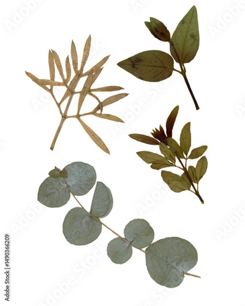 Fototapeta Pressed and dried leaves isolated on white background. For use in floral patterns, herbariums, scrapbooking.
