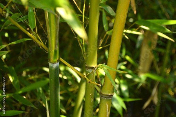 Obraz chinese bamboo trees nature background