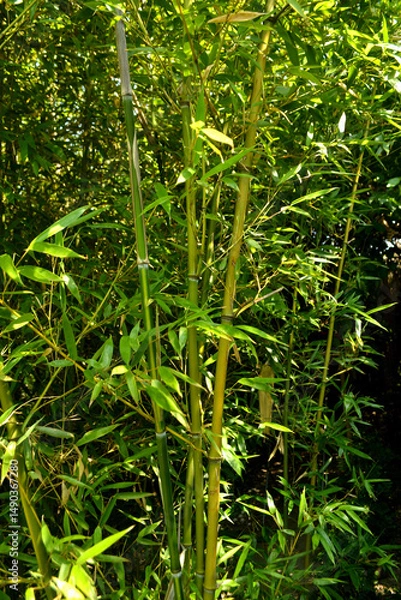 Obraz chinese bamboo trees nature background