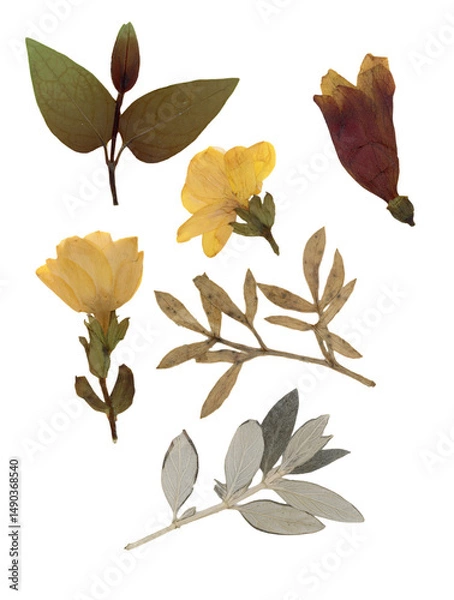 Fototapeta Pressed and dried leaves isolated on white background. For use in floral patterns, herbariums, scrapbooking.