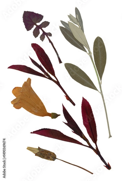 Fototapeta Pressed and dried leaves isolated on white background. For use in floral patterns, herbariums, scrapbooking.