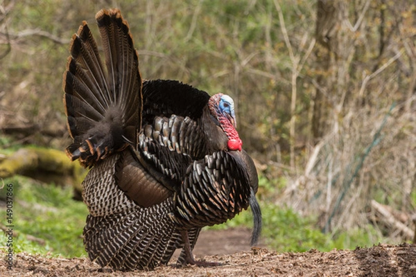 Obraz Wild Turkey
